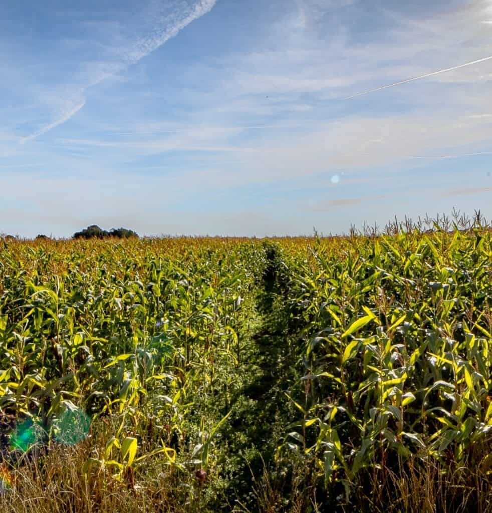 Cornfield in Blisworth with clear sky and crop rows for AD Plant.