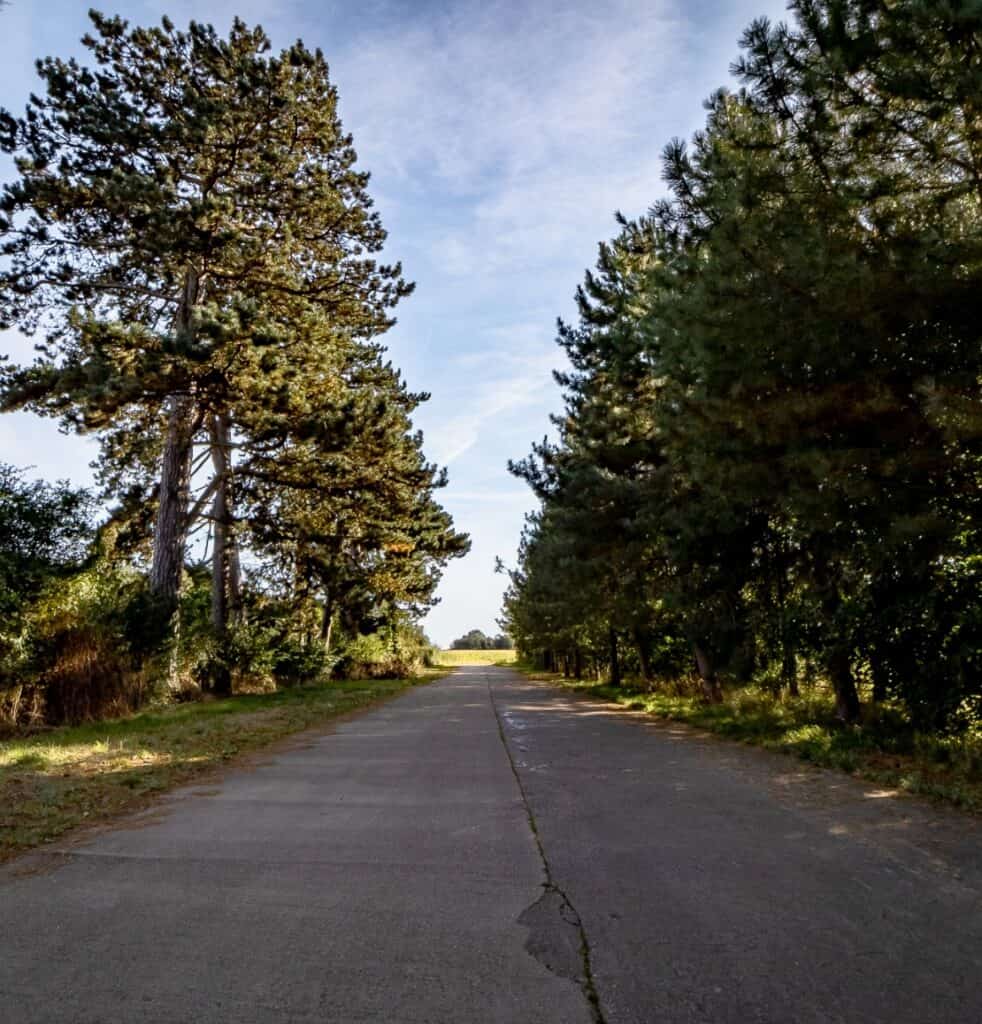Scenic walking trail through tall pine trees in Blisworth, UK.